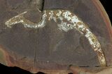 Rare, Fossil Shrimp (Kellibrooksi) Nodule - Mazon Creek #113235-1